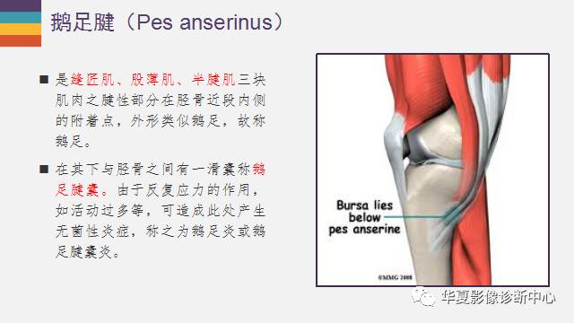 【PPT】膝关节周围肌腱解剖及MR表现