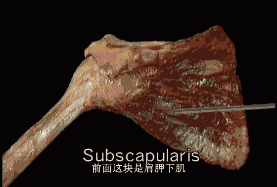 肩袖解剖详解