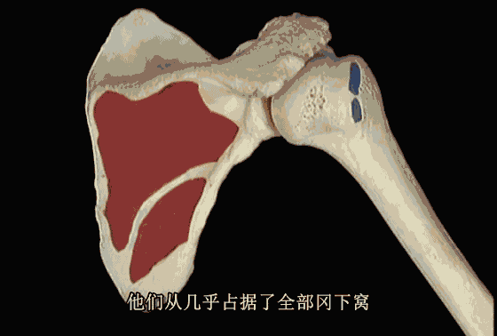 肩袖解剖详解