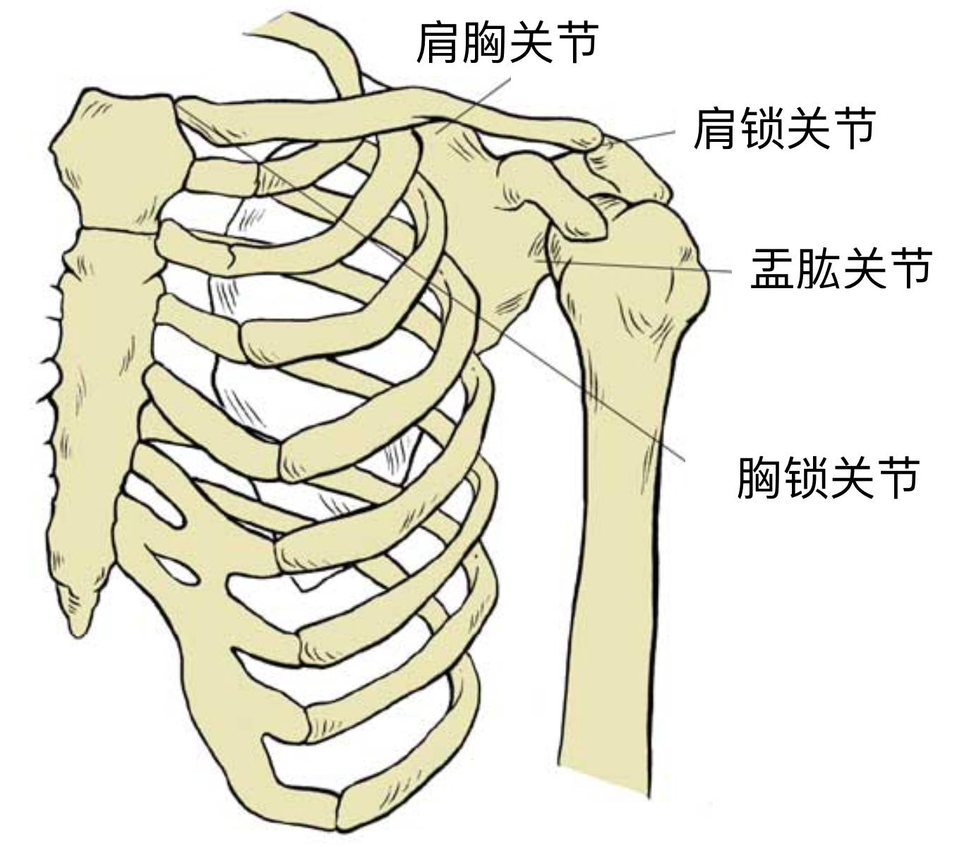 肩袖解剖详解