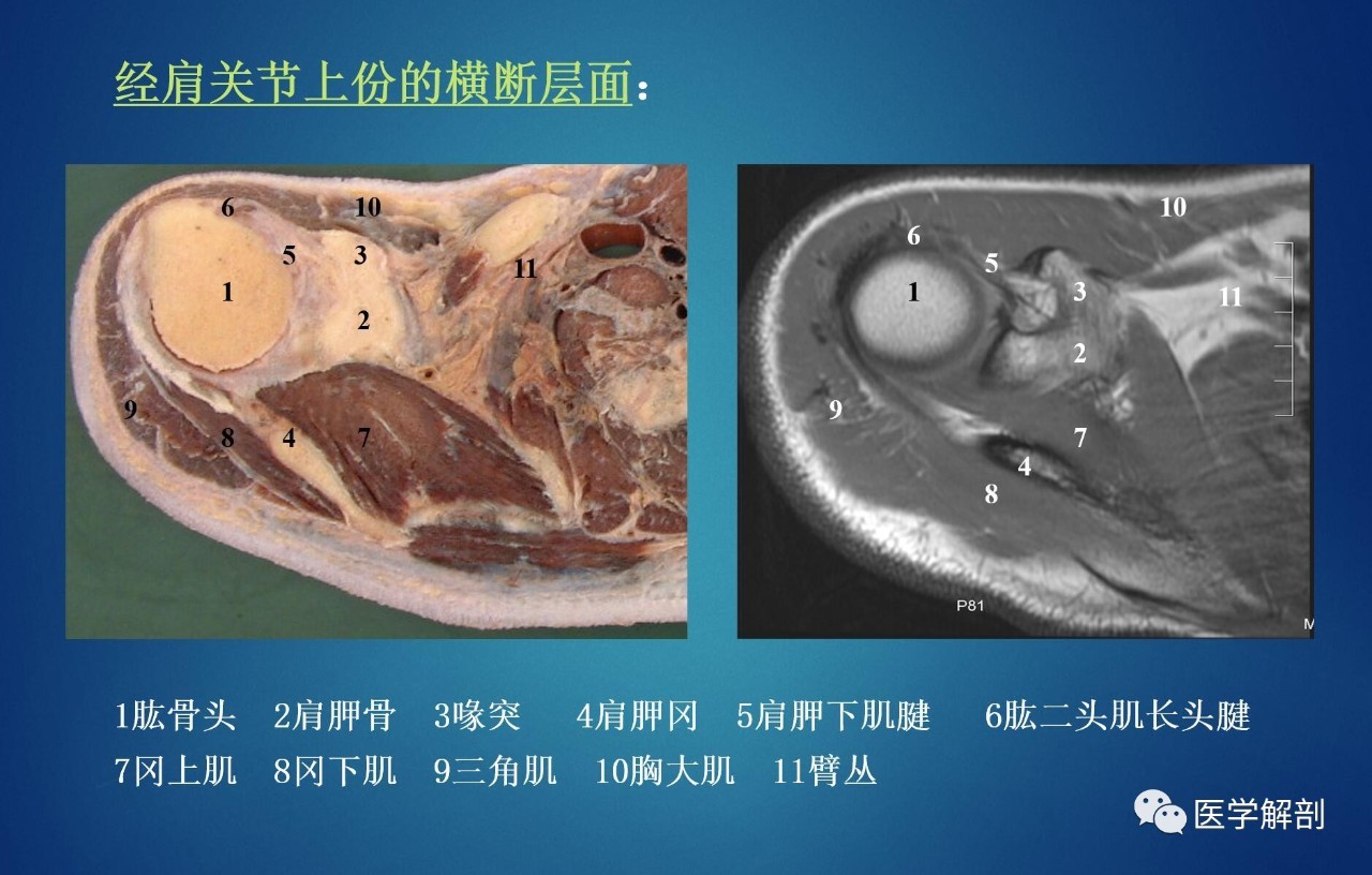肩袖解剖详解