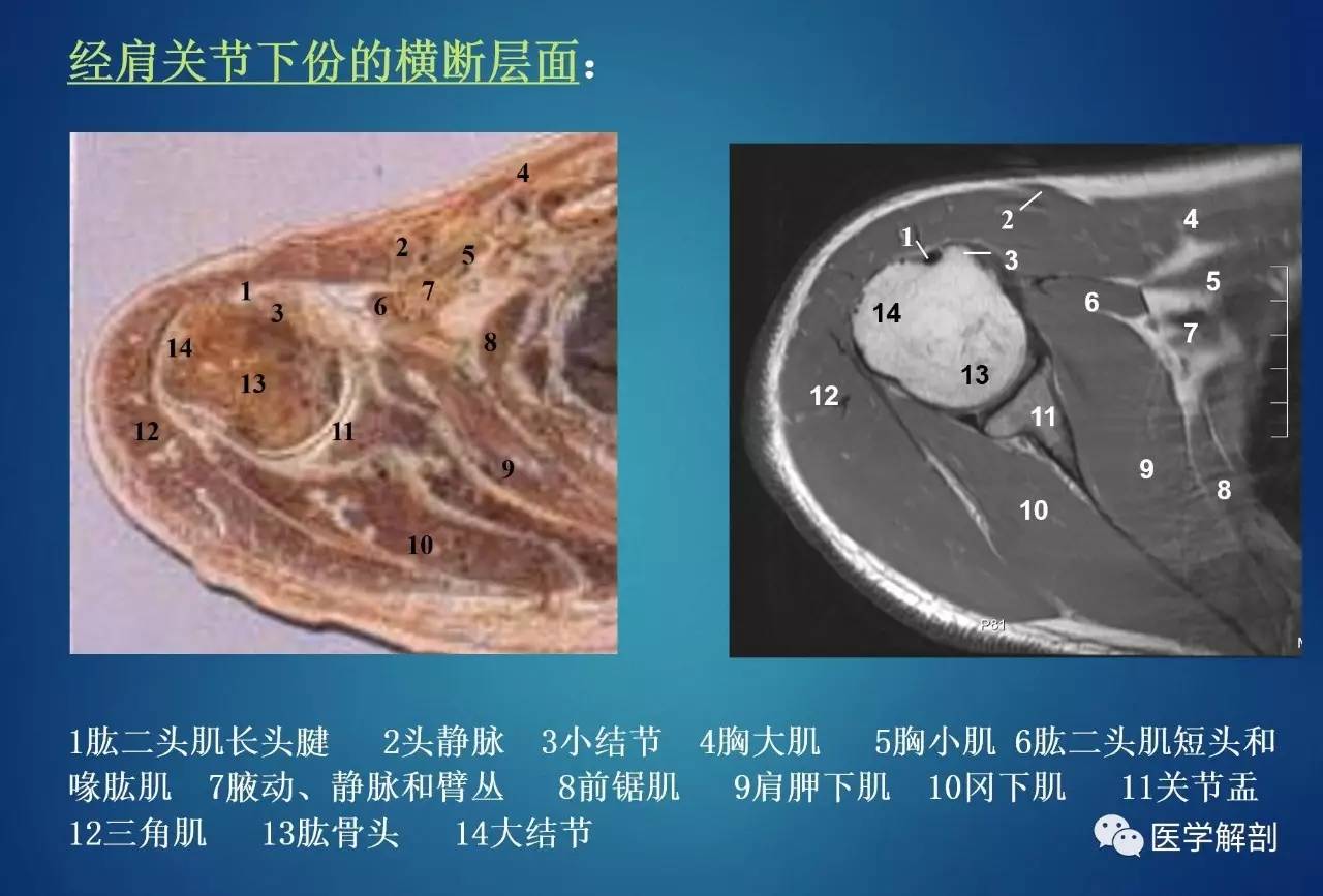 肩袖解剖详解