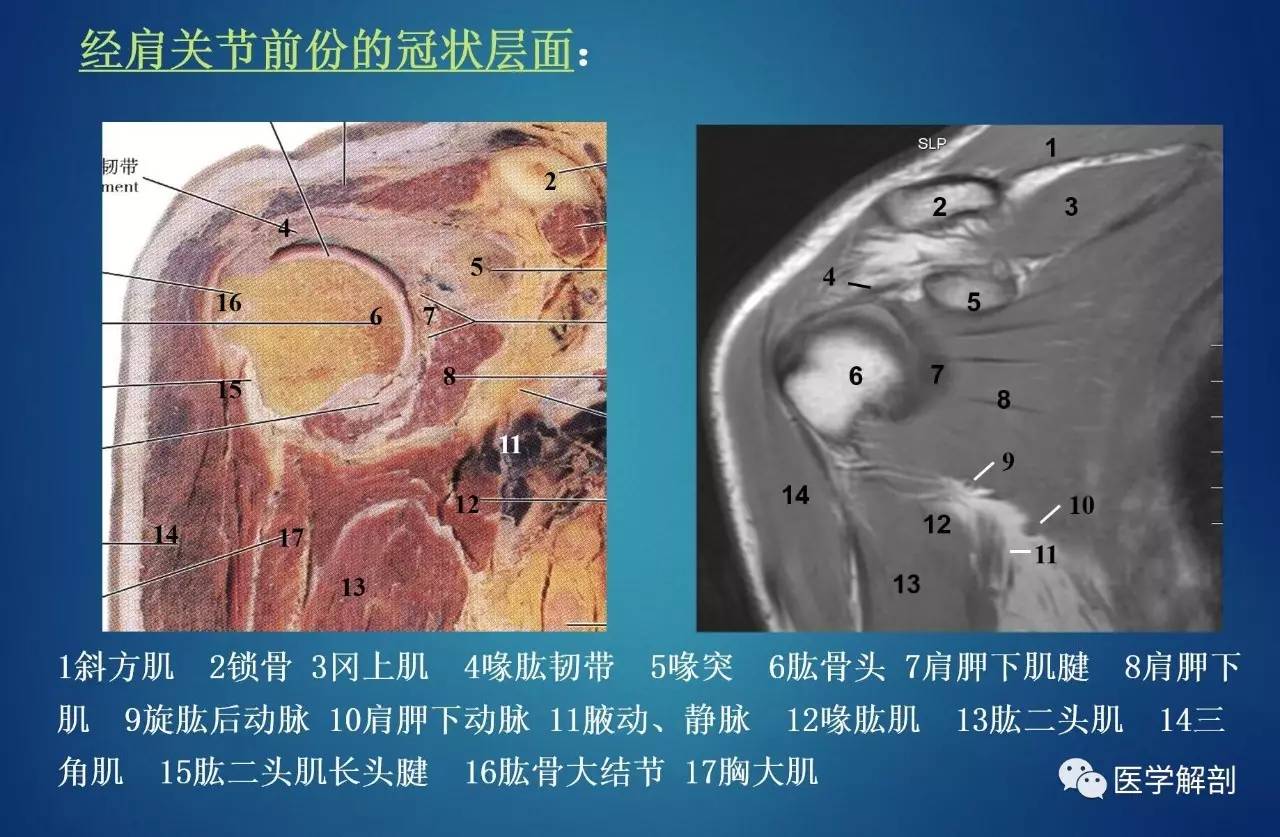 肩袖解剖详解