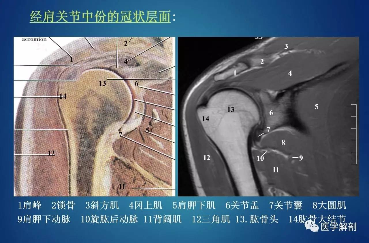 肩袖解剖详解