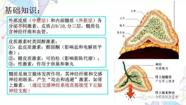 【PPT】肾上腺嗜铬细胞瘤影像诊断