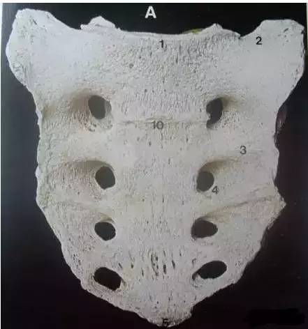 骶骨常见的解剖变异 骶骨常见的解剖变异