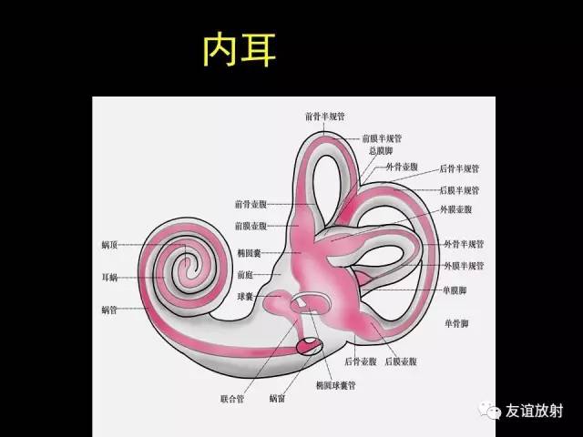 【PPT】颞骨影像解剖