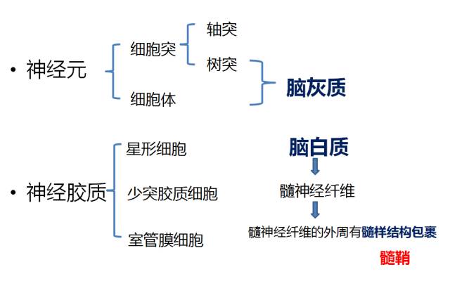 【PPT】髓鞘发育的MRI表现