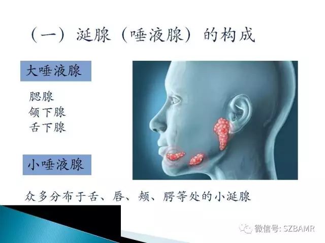 【PPT】涎腺解剖及涎石病影像表现