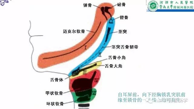 【PPT】鳃裂囊肿影像表现