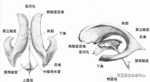 第五、第六脑室属于脑室系统吗？