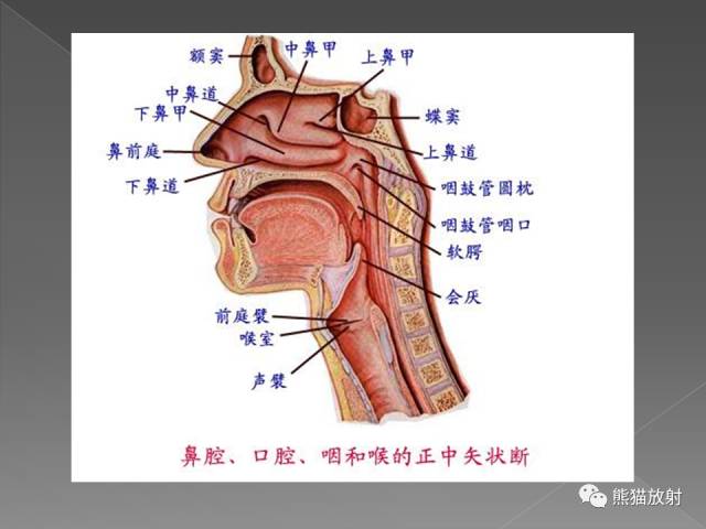 【PPT】扁桃体淋巴瘤——影像表现