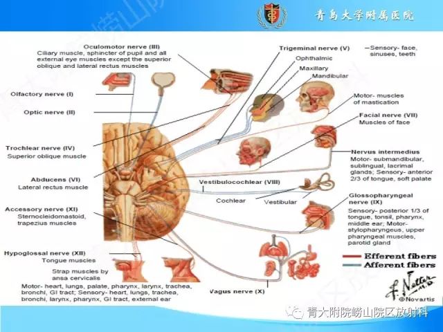 【PPT】颅底孔道的影像解剖和诊断
