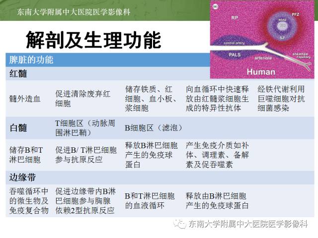 【病例】脾脏肿大两例PET/CT影像诊断与鉴别