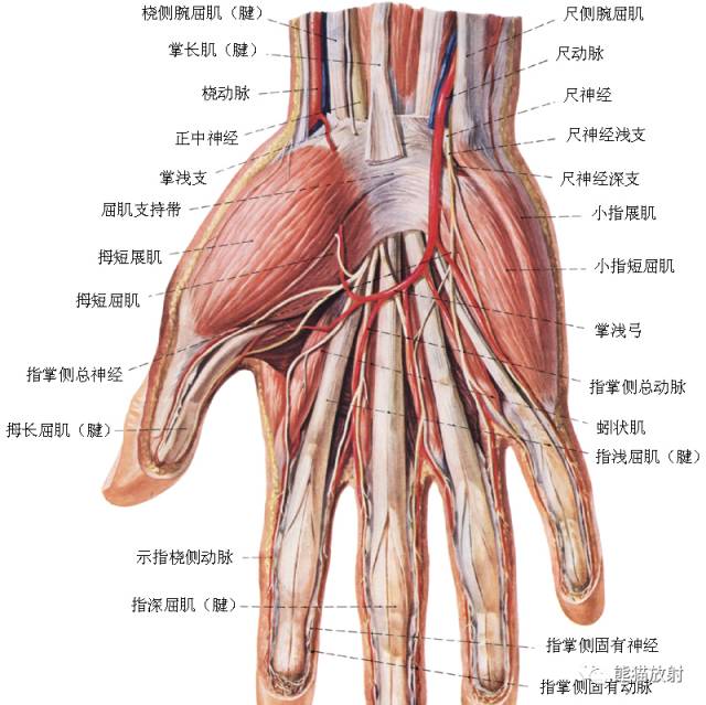 腕关节系统解剖图+冠状MRI 腕关节系统解剖图+冠状MRI