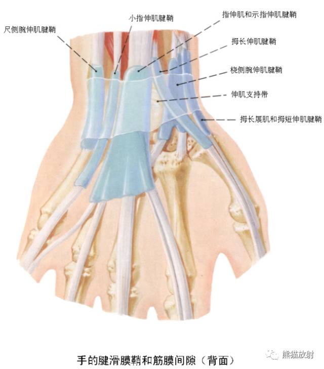 腕关节系统解剖图+冠状MRI 腕关节系统解剖图+冠状MRI