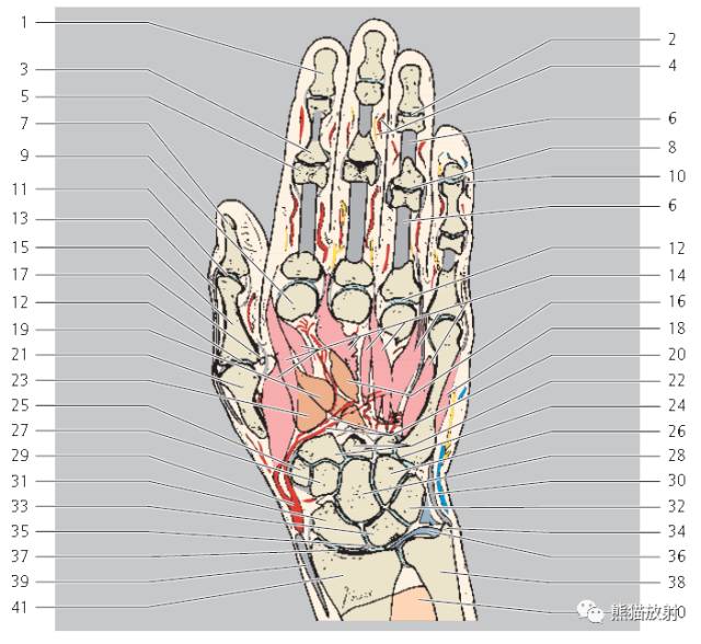 腕关节系统解剖图+冠状MRI 腕关节系统解剖图+冠状MRI
