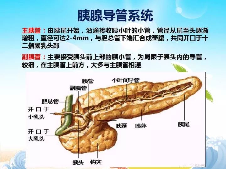 【PPT】胰腺肿瘤的影像诊断