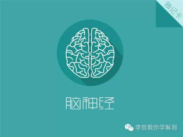 【PPT】12对颅神经影像检查