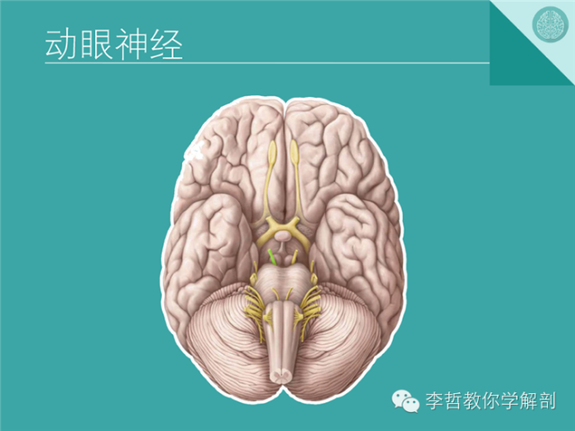 【PPT】12对颅神经影像检查