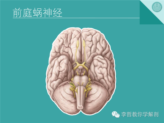 【PPT】12对颅神经影像检查