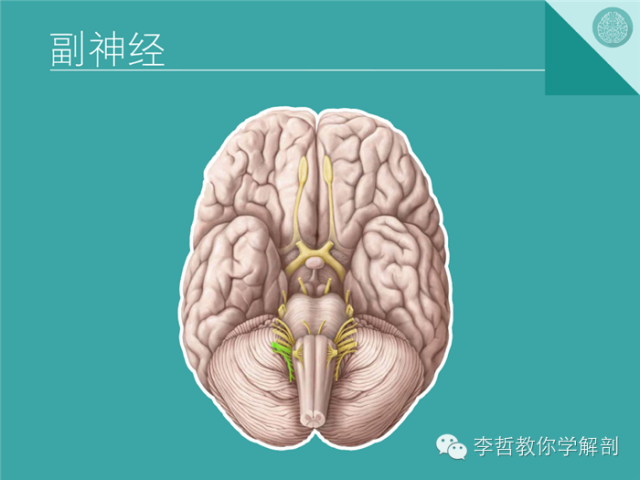 【PPT】12对颅神经影像检查