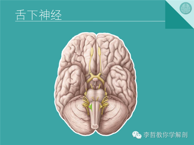 【PPT】12对颅神经影像检查