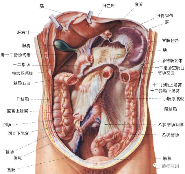 【病例】胃肠道间质瘤GIST一例CT影像诊断