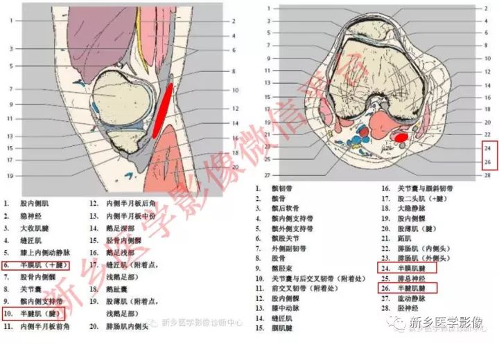 膝关节的15个滑囊解剖