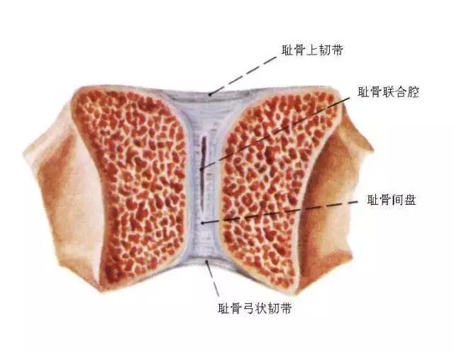 耻骨联合的解剖及影像学解析
