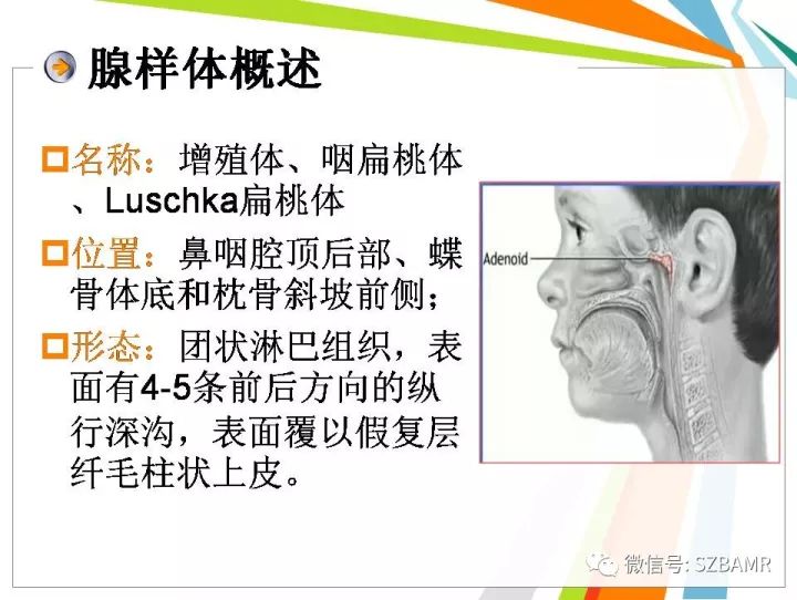 【PPT】腺样体肥大