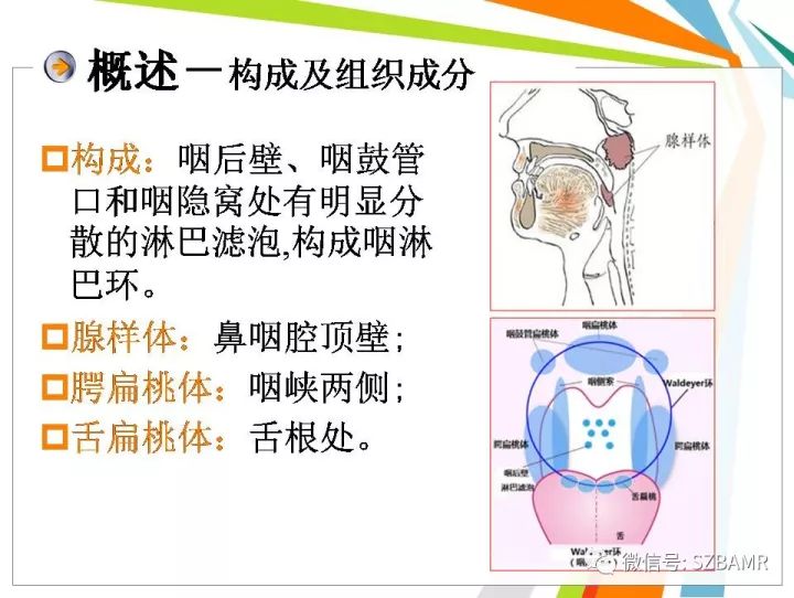 【PPT】腺样体肥大
