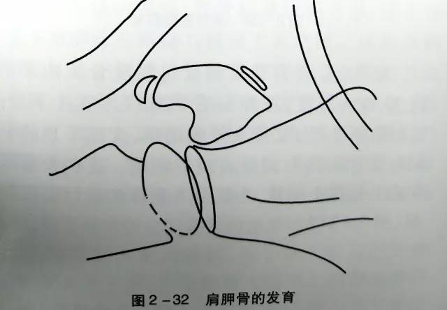 详细的肩关节X线解剖+发育+摄影技巧+测量方法 详细的肩关节X线解剖+发育+摄影技巧+测量方法
