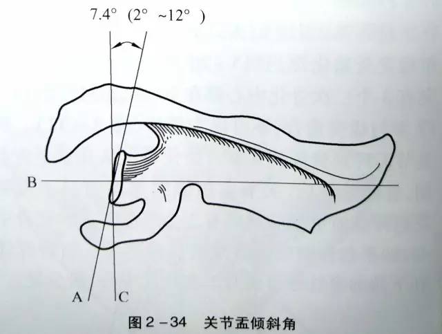 详细的肩关节X线解剖+发育+摄影技巧+测量方法 详细的肩关节X线解剖+发育+摄影技巧+测量方法