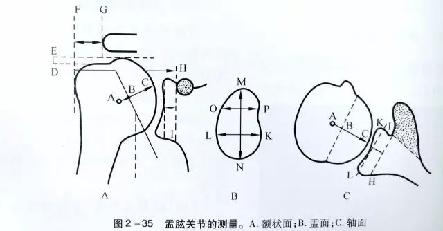 详细的肩关节X线解剖+发育+摄影技巧+测量方法 详细的肩关节X线解剖+发育+摄影技巧+测量方法