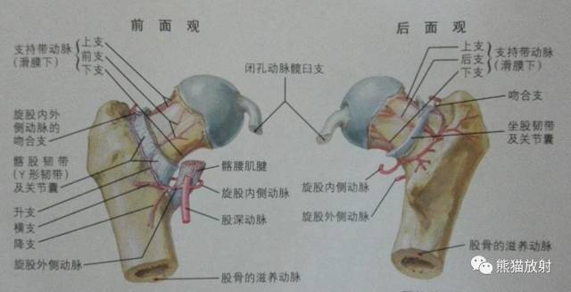 股骨头缺血性坏死分期及X、CT、MRI表现 股骨头缺血性坏死分期及X、CT、MRI表现
