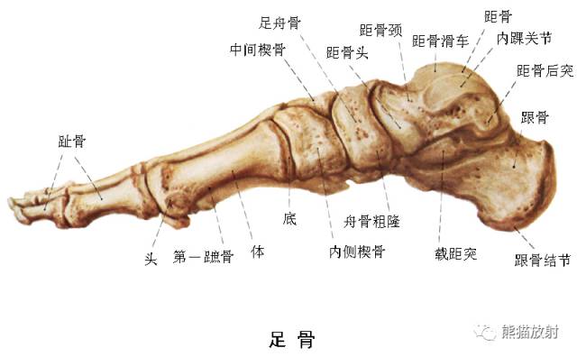 踝关节系统解剖图+冠/矢/轴MRI 踝关节系统解剖图+冠/矢/轴MRI