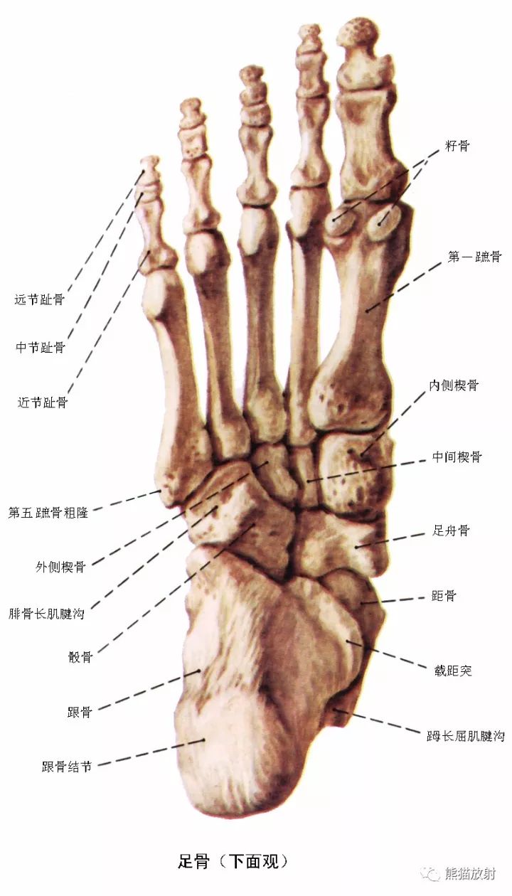 踝关节系统解剖图+冠/矢/轴MRI 踝关节系统解剖图+冠/矢/轴MRI