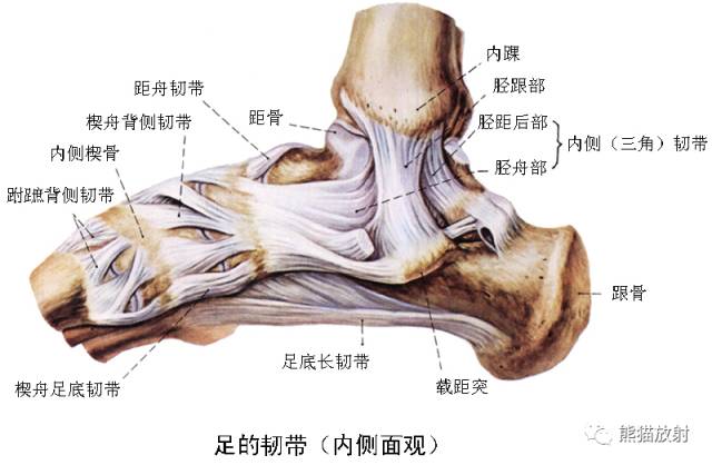 踝关节系统解剖图+冠/矢/轴MRI 踝关节系统解剖图+冠/矢/轴MRI
