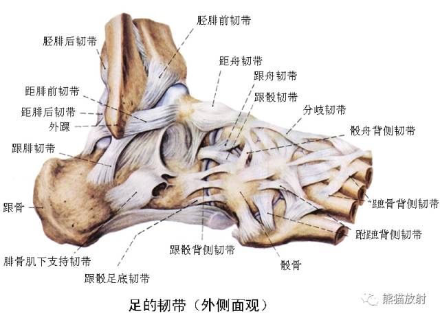踝关节系统解剖图+冠/矢/轴MRI 踝关节系统解剖图+冠/矢/轴MRI