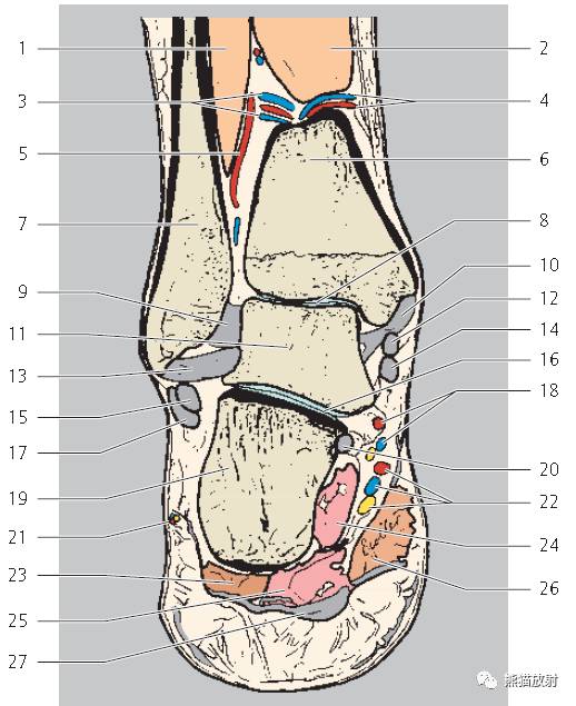 踝关节系统解剖图+冠/矢/轴MRI 踝关节系统解剖图+冠/矢/轴MRI