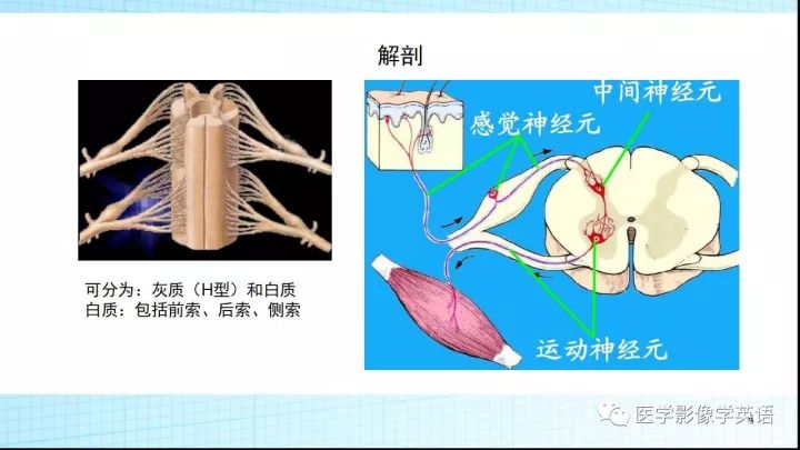 【PPT】脊髓病例
