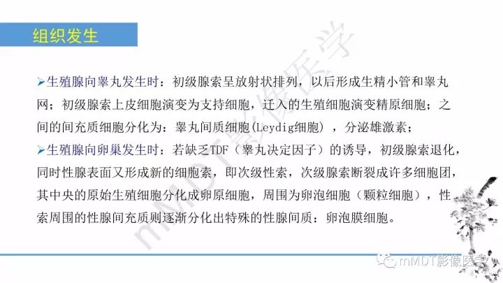 【PPT】常见卵巢性索间质肿瘤