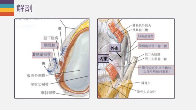 【PPT】膝关节外侧副韧带及外侧支持带解剖及损伤MR诊断