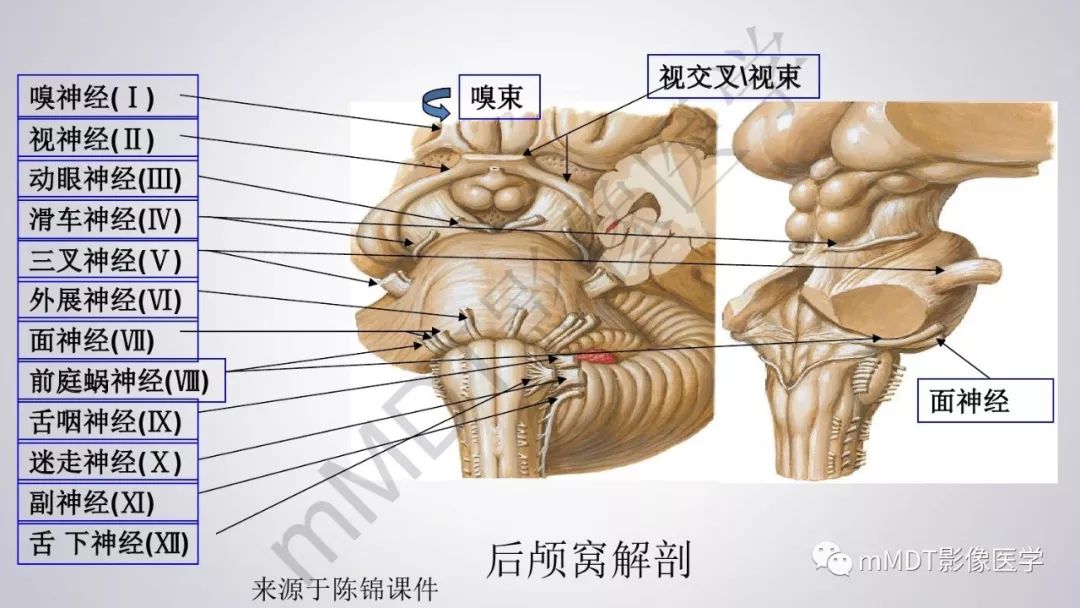 【PPT】后颅窝常见肿瘤的诊断