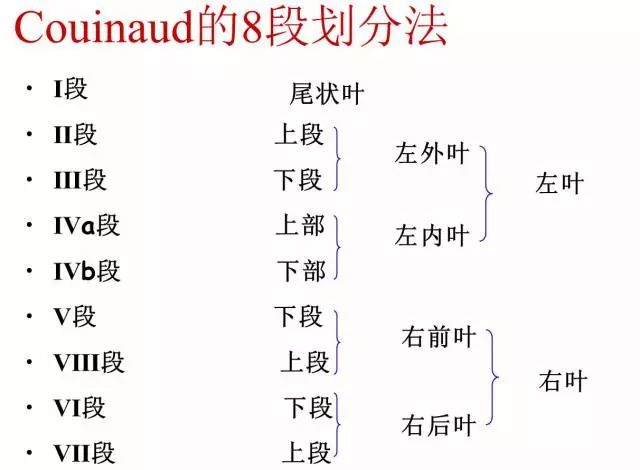 肝脏分段的解剖图谱 肝脏分段的解剖图谱