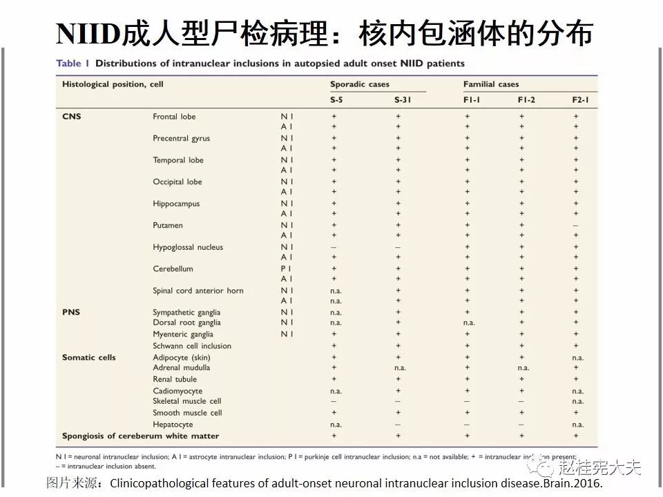 【PPT】神经元核内包涵体病（NIID）