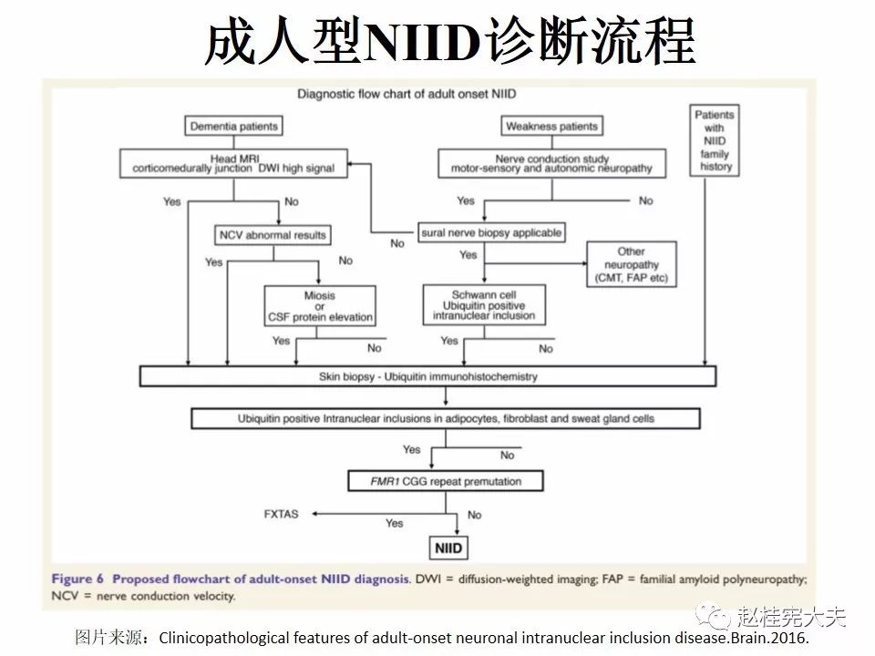 【PPT】神经元核内包涵体病（NIID）