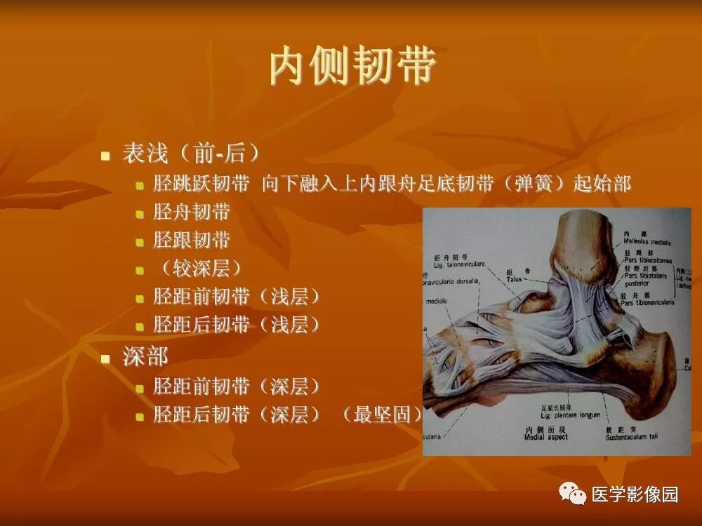 【PPT】踝关节韧带的解剖及影像表现