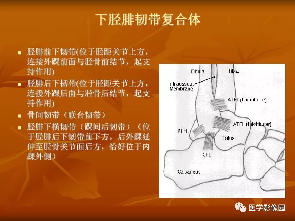 【PPT】踝关节韧带的解剖及影像表现